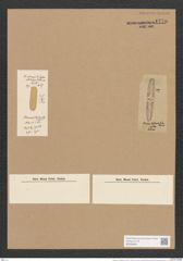 Stauroneis ? bistriata Lend.-Fortm. (de-Toni-Nr.: Genus 6, Species 909) Zeichnungen Sammlung Grunow Nr. 1770 (NHMW-BOT-W0368664)